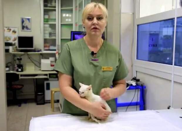 Ветеринар рассказала о самочувствии котенка, за которого заплатили 340 тысяч рублей