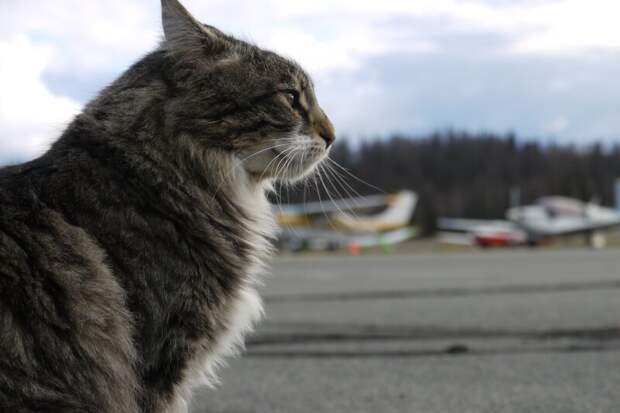 Котики всех стран, объединяйтесь! братья наши меньшие, город, дворовые кошки, кот, улица, уличные кошки, эстетика
