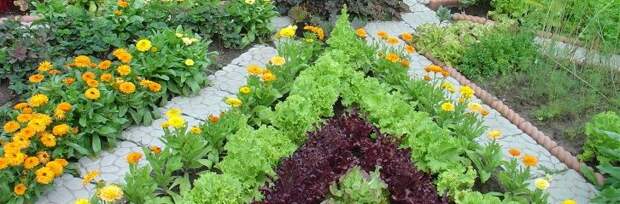 сад, огород, советы, практичность, функциональность, сад, город, рослини, квіти, декор