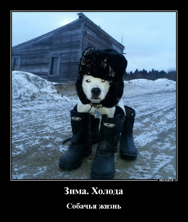 Демотиваторы