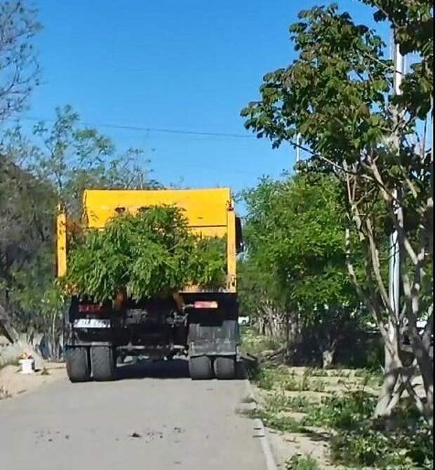 Деревья пересадят в Актау из-за реконструкции магистральных  сетей