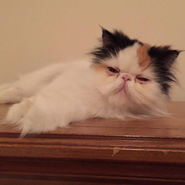 20 кошек, которым действительно нужны выходные коши которым нужны выходные, кошки устали, кошки ждут выходных