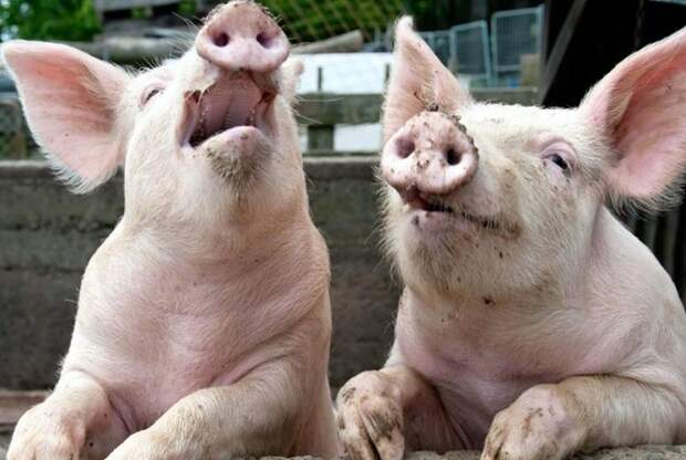 «Невыносимая вонь»: на Украине нашли туши свиней, заражённые африканской чумой (ФОТО)