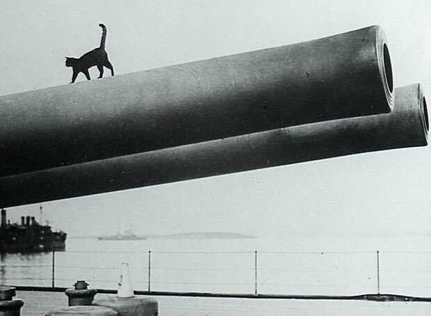 Корабельный кот с британского корабля «Queen Elizabeth» Весь Мир, история, фотографии