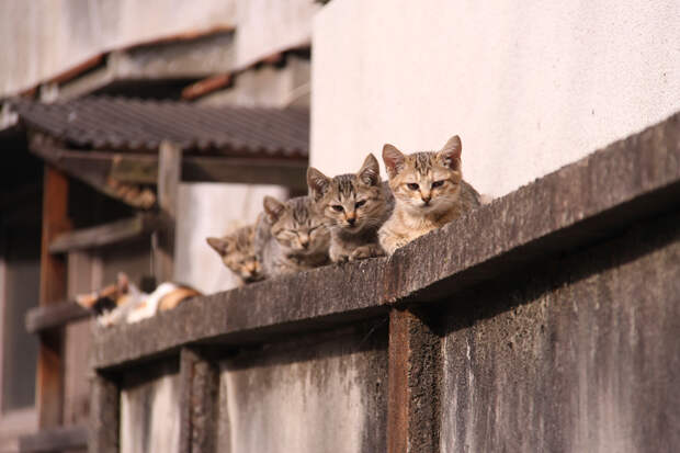 Кот, города котиков