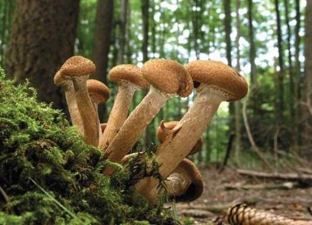 Armillaria - грибы небольшого размера с огромной грибницей