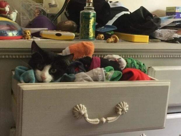 Находчивые котики, которые прекрасно устроятся где угодно