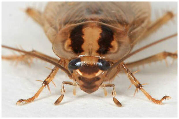 Тараканы могут задерживать дыхание и находиться вообще без воздуха около 40 минут интересное, тараканы, факты, фауна