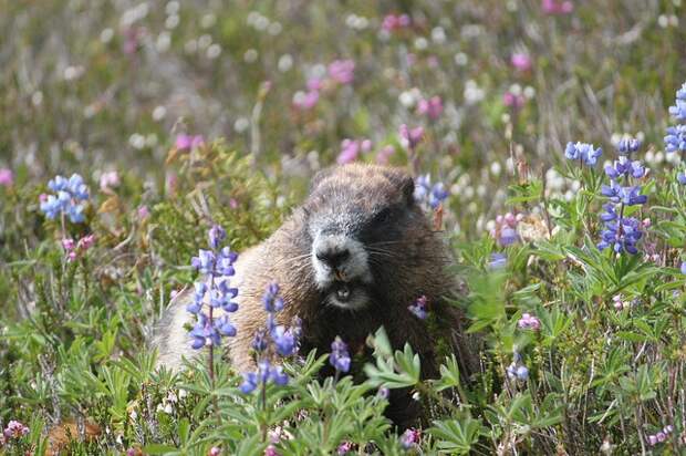 mount-rainier-national-park-06