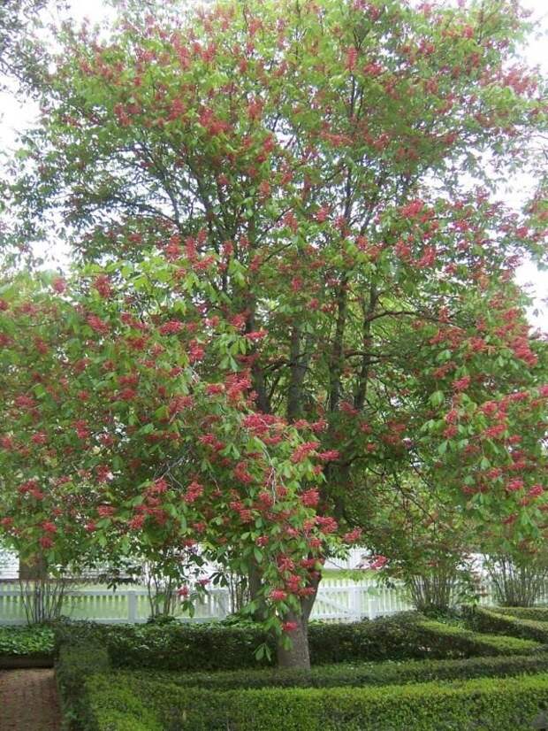 Конский каштан красный, или Конский каштан павия (Aesculus pavia)