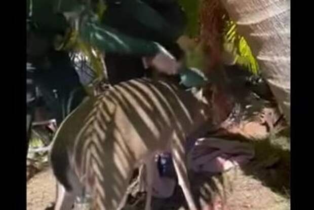 Watch: Deer rescued from mesh hammock in the Florida Keys