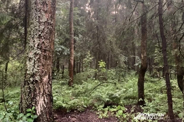 В Ростовской области отыскали потерявшегося в лесу мальчика