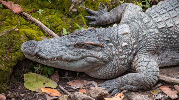 Крокодил в зоопарке Таиланда