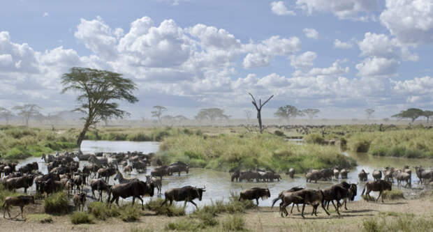 Клуб путешествий Павла Аксенова. Танзания. Herd of wildebeest and zebras in Serengeti National Park, Tanzania. Фото lifeonwhite - Depositphotos