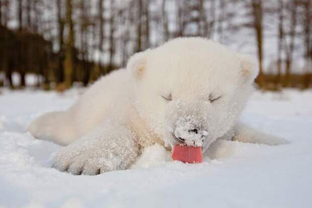животные впервые в жизни видят снег (2)