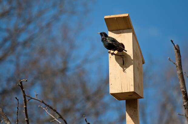 день птиц день птиц