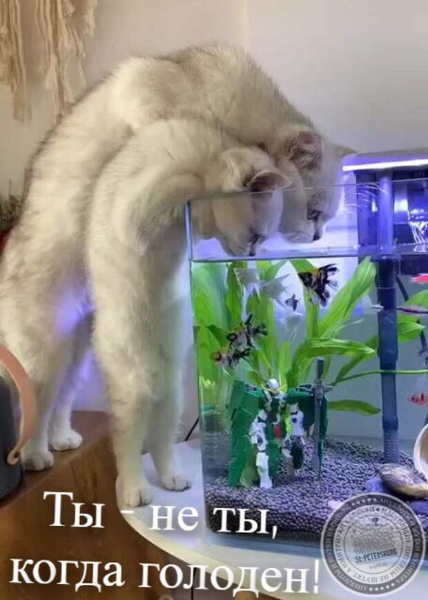 Голоден
