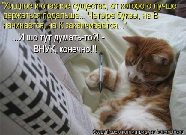 Свежая котоматрица на Бугаге (27 фото)