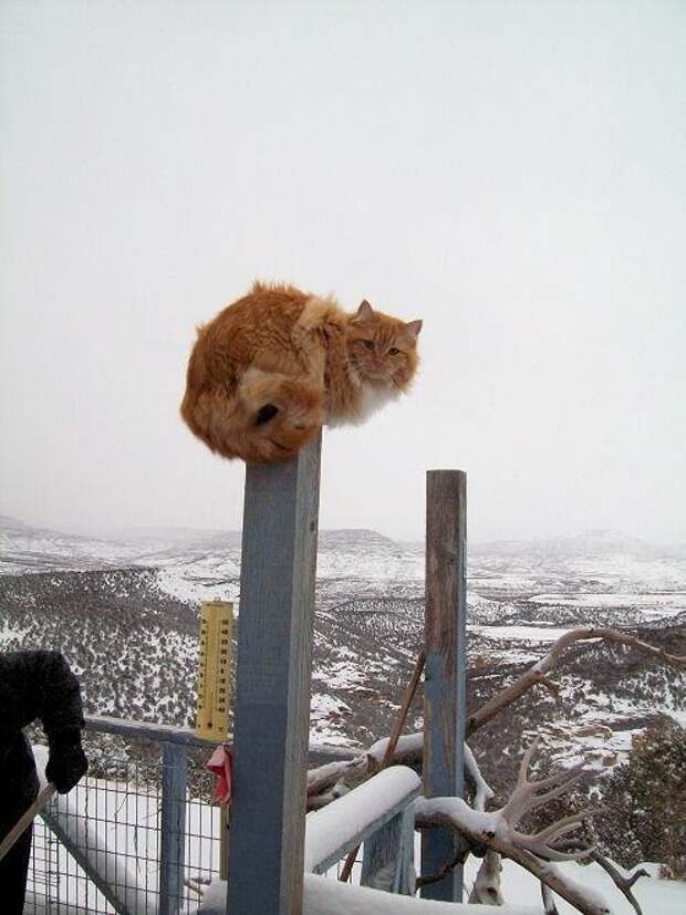 Без кота и жизнь не та