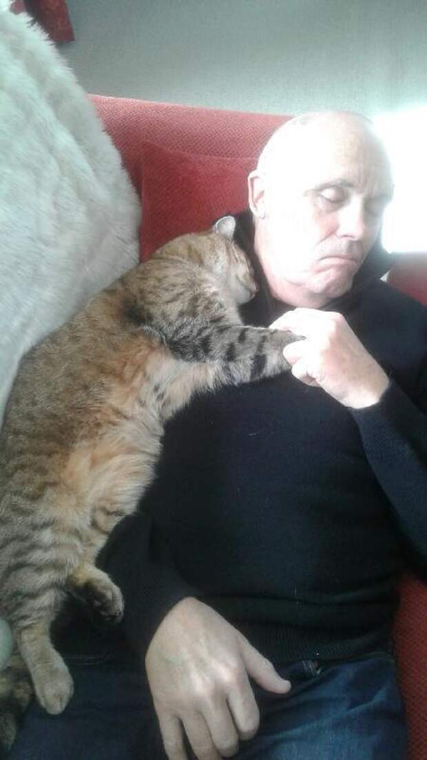 25 кошачьих снимков, которые оставят вас с улыбкой на лице