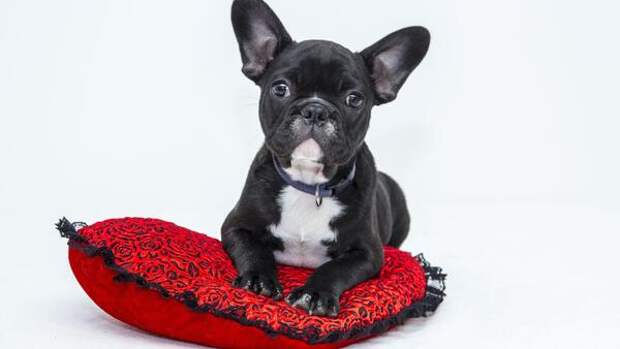 Поберегите свои нервы: породы собак, которые лучше не заводить чувствительным хозяевам