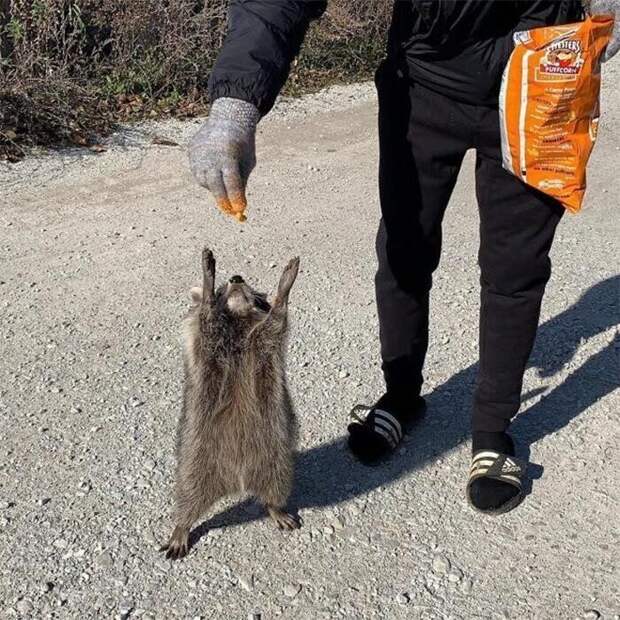 "Дай, ну дай, человек!"