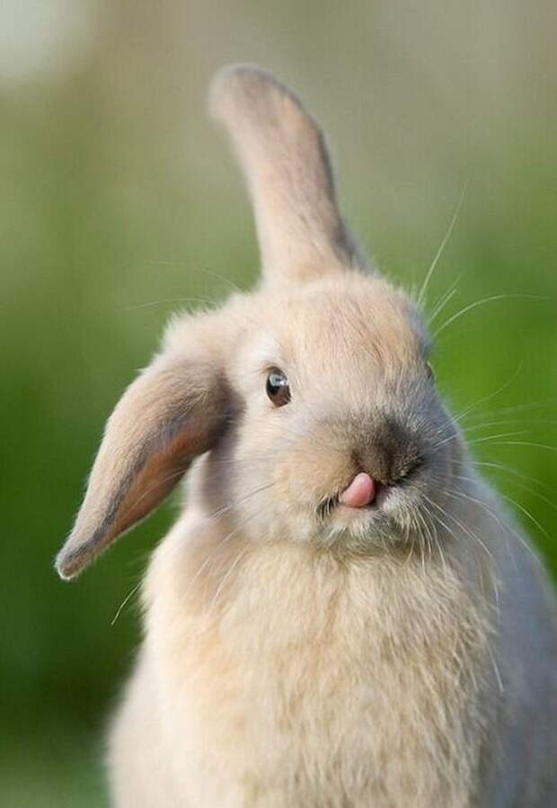 25 милейших кроликов и факты о них