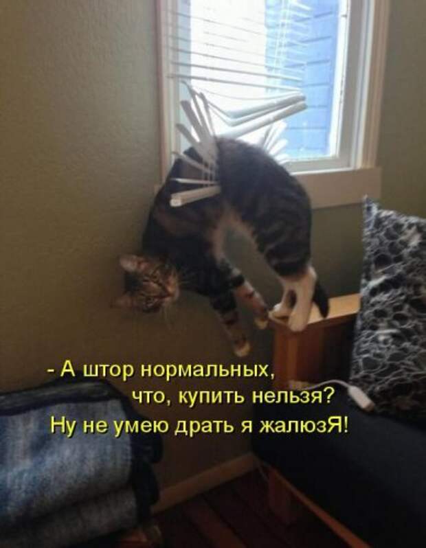 Весёлая котоматрица смех, фото