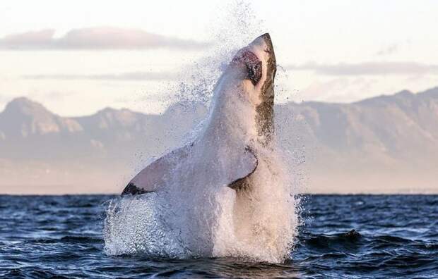 Акула в полете: невероятные снимки, сделанные фотографом-анималистом Большая белая акула, животные, охота в океане, тюлени, уникальные кадры, фотограф, фотографии, хищники