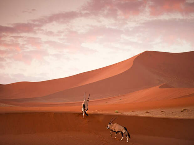 Лучшие фото National Geographic