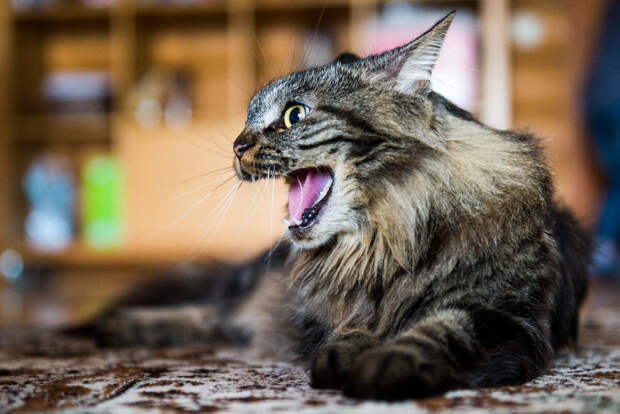 Как кошки указывают на присутствия негативной энергии в доме