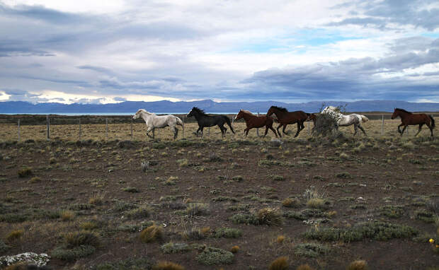 Лошади в провинции Санта-Крус, Аргентина