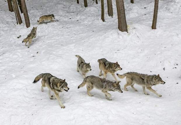 В Пермском крае охотники добыли более 130 волков за год