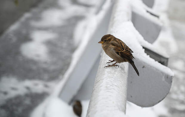 В России проведут перепись воробьев