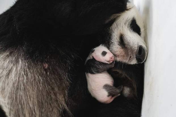 В Московском зоопарке раскрыли пол детёныша большой панды