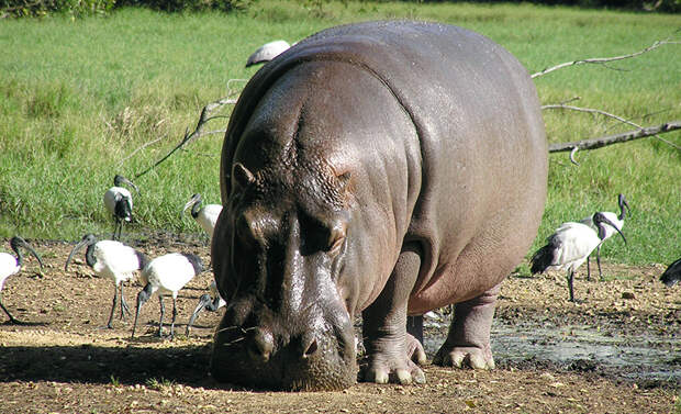 Гиппопотам