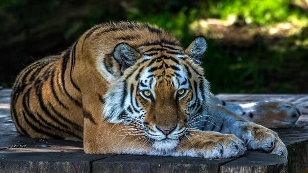 Турист в глэмпинге Хабаровского края пострадал от тигра — суд присудил 250 тыс. руб.