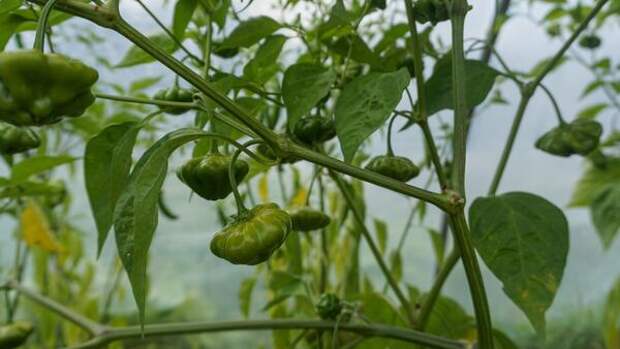 Не ждать — действовать: агроном рассказал, как спасти урожай от затяжных дождей