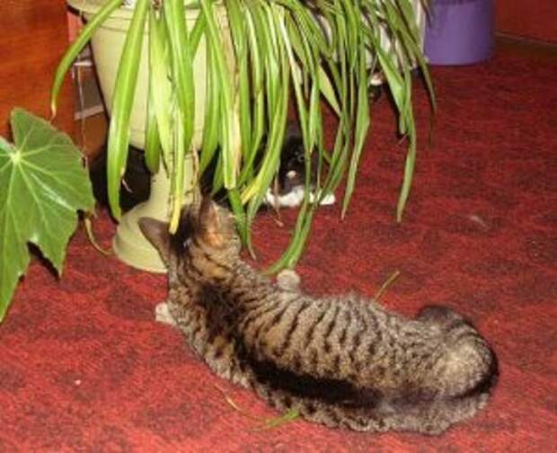 Тюльпаны для кошек ядовиты или нет. Кошачий цветок комнатный. Комнатные цветы опасные для кошек. Домашний цветок ядовитый для кошек. Опасные растения для кошек.