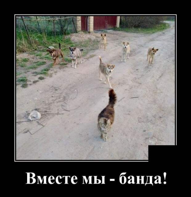 demotivatory-demotivator-smeshnye-demotivatory-demotivator-so-smyslom