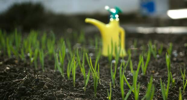 Фитоспорин: как сделать его действительно рабочим