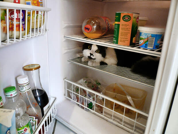 catfridge02 Коты в холодильниках