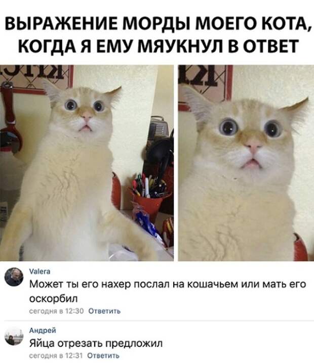 Отборный юмор из социальных сетей Отборный юмор из социальных сетей