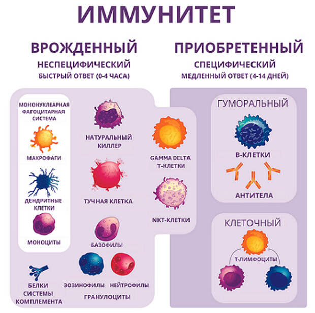 Рис. 1. Схема строения иммунной системы