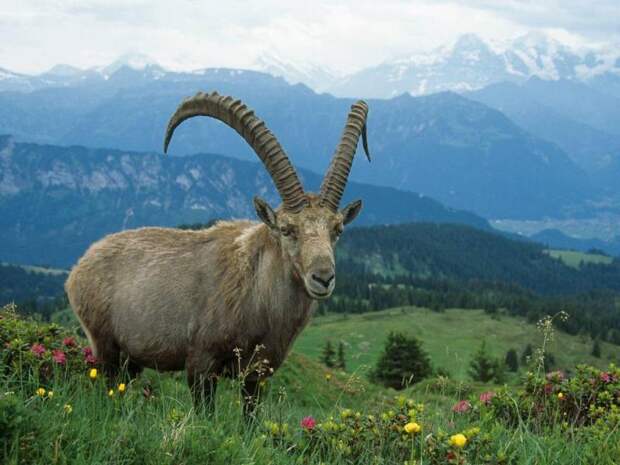 Кавказские горные козлы: описание туров, размножение, рацион питания