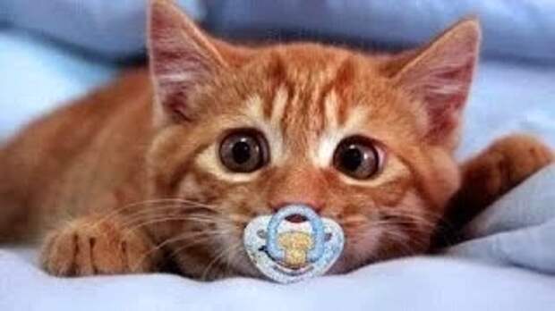 С Днем кошки!