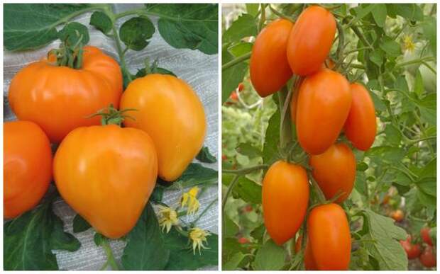 Серия авторских сортов и гибридов: томаты Оранжевое сердце и Золотое руно