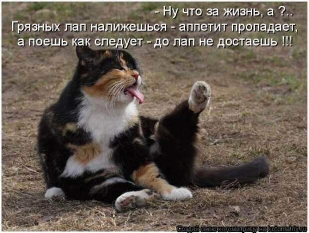Забавные котоматрицы