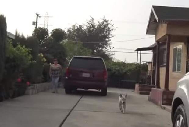 Собака металась по улицам Лос-Анджелеса. Это было странно, ведь у животного имелся чип и хозяева в другом городе