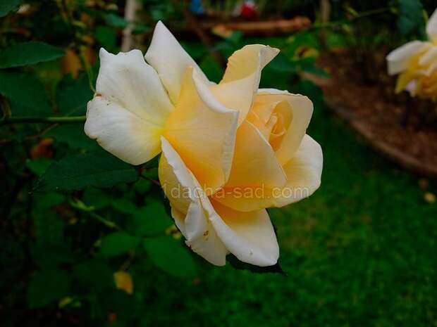 Фото шикарных роз из королевского парка 8